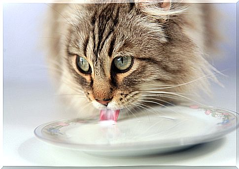 cat-drinking-milk-3