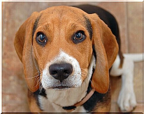 muzzle of beagle