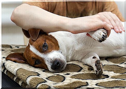 Do you know how to give your dog a massage?