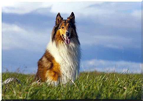 scottish-collie