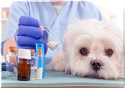 Does veterinary homeopathy really work?