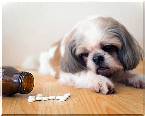 Dog looks at an open medicine bottle