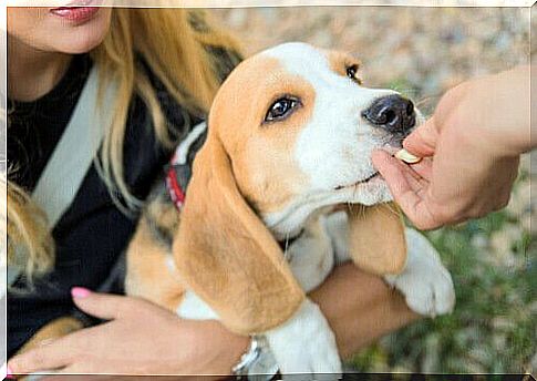 Master gives a pill to a beagle