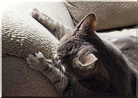 Does your cat scratch everything?  Here's what to do