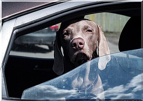 dog in a car with the window down