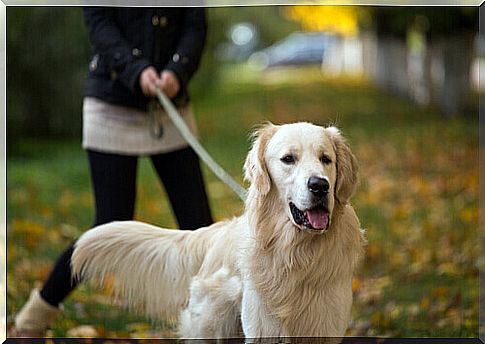 The behavior of dogs depends on the size