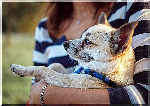 puppy in girl's arms