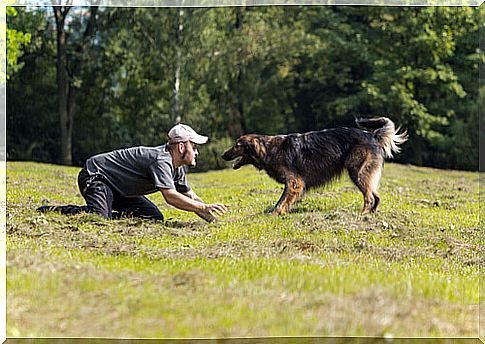 dog playing