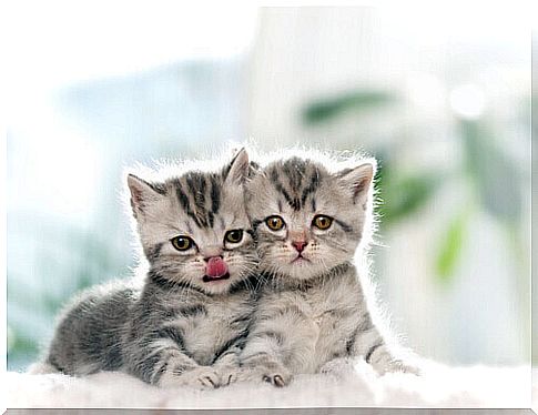 kittens-of-cats