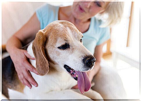 dog-with-old-woman