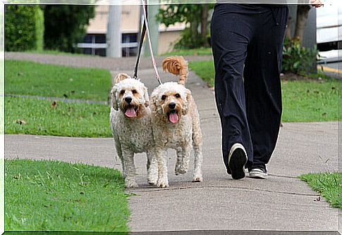 walking-dogs