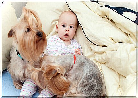 Dogs improve the health of babies