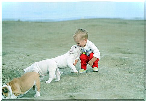 child on the sand with dogs