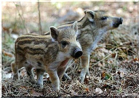 Domestic boar breeding