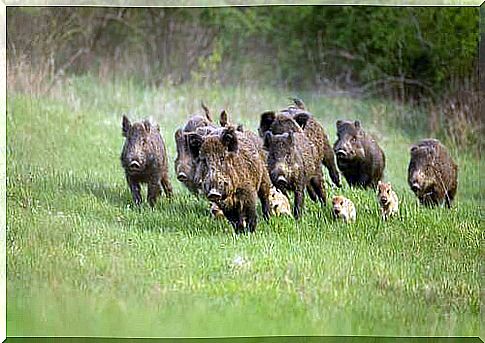 Herd of wild boars.