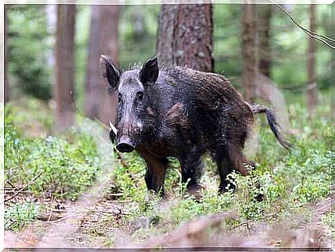 Adult European wild boar.