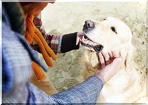 lady caresses dog