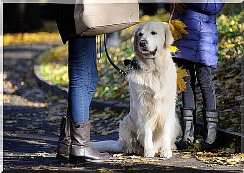 dog-walking