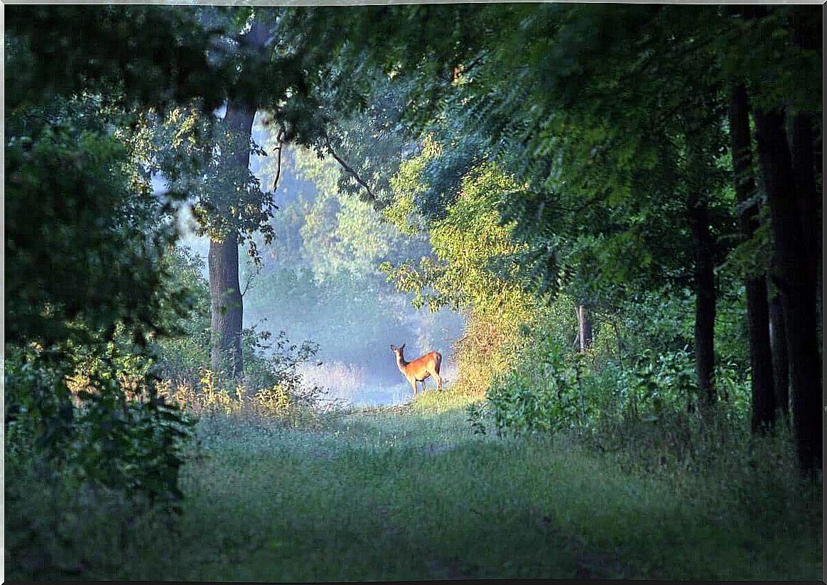 Deer in the woods.