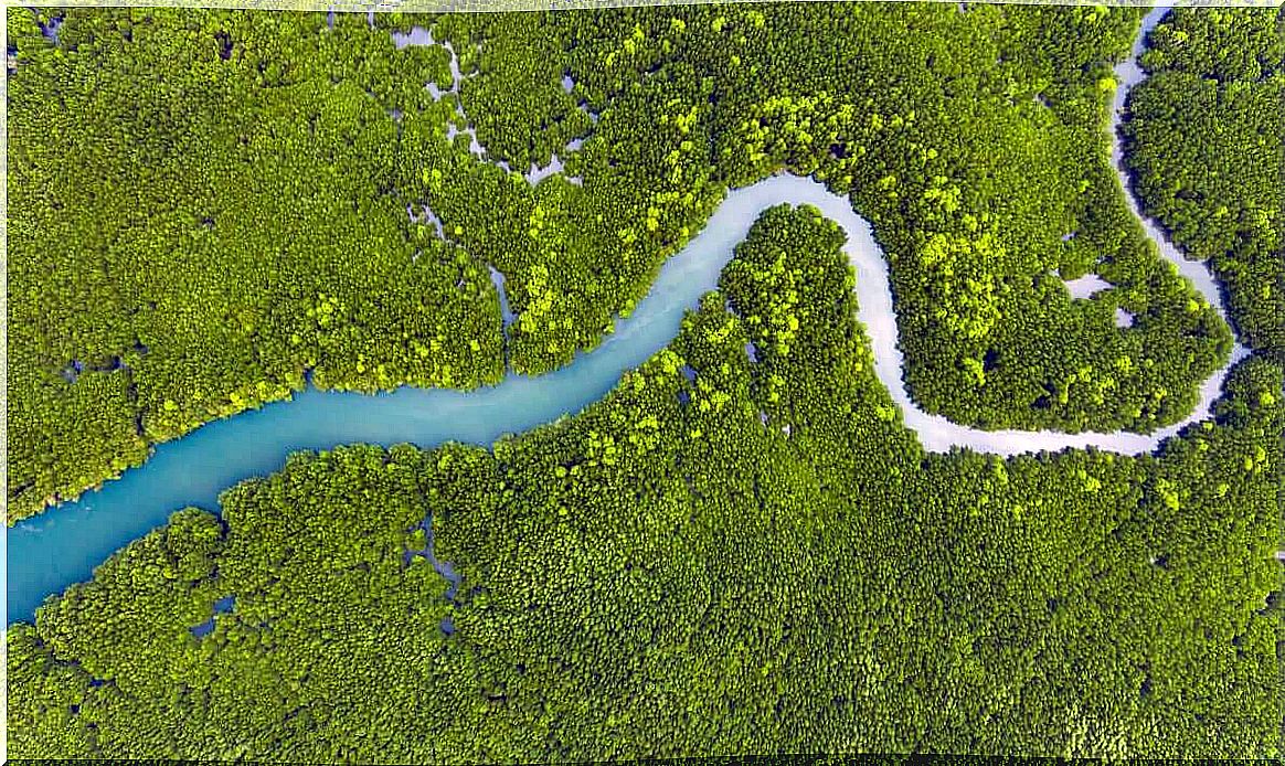 Amazon River.