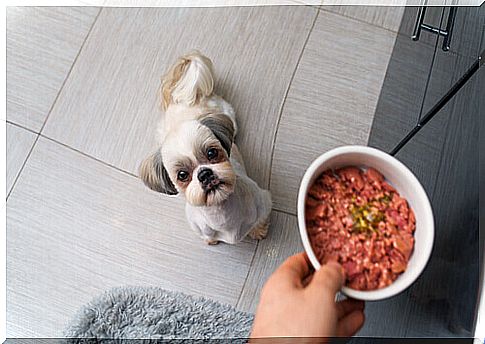 Doggie awaits the bowl: barf diet for dogs