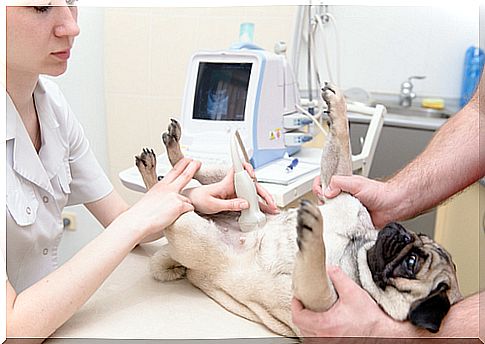 veterinary-ultrasound