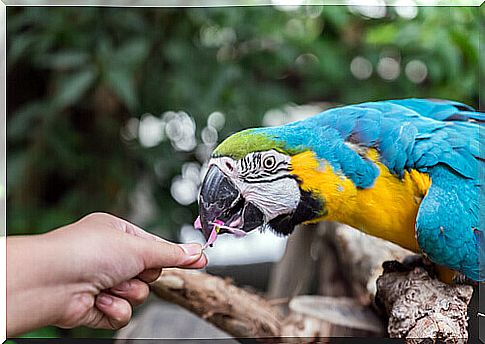 The feeding of parrots