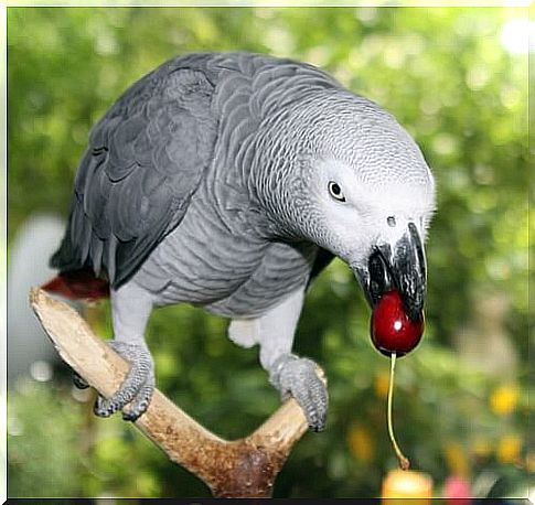 parrot-gray-african