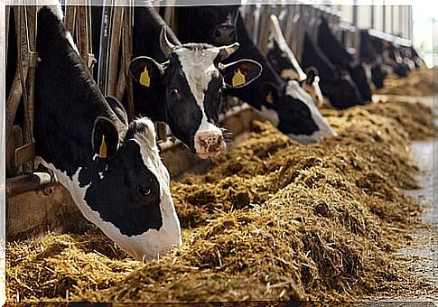 a massive herd of cows in a barn