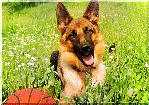 German Shepherd, an amazing breed