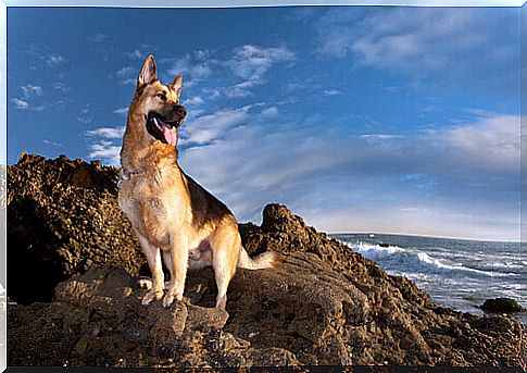 German Shepherd, an amazing breed