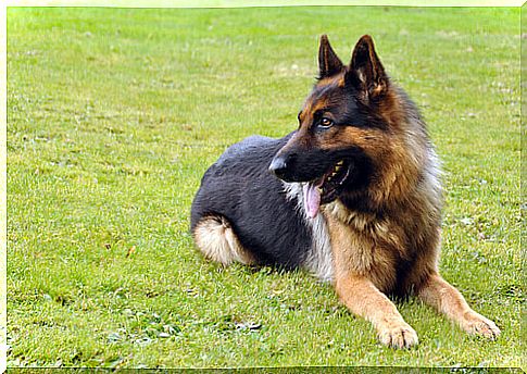 German Shepherd, an amazing breed