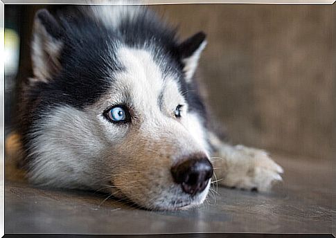 husky sitting on the floor