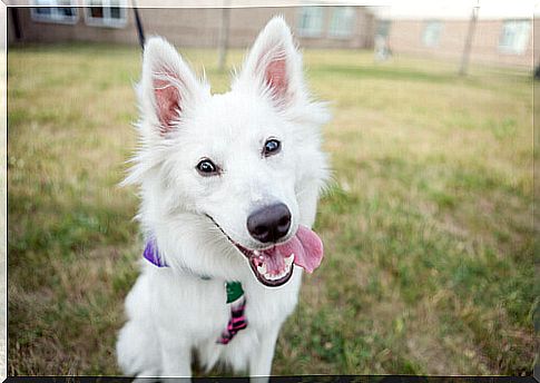 white dog on the lawn