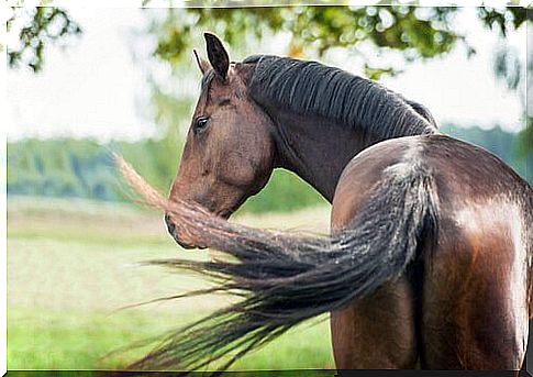 Half-breed horses: the best for riding