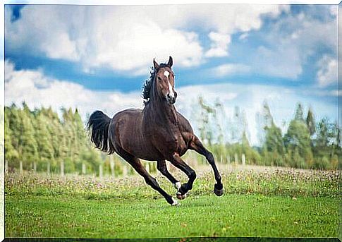 Horse runs in a green meadow