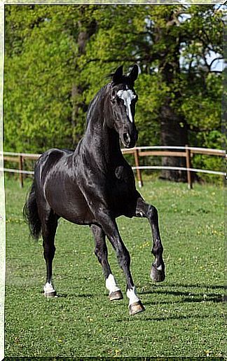 Black horse standing inside a corral