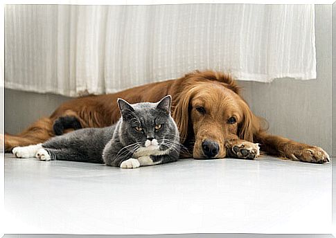 dog and cat