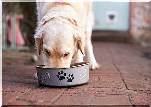 dog eating homemade croquettes from the bowl