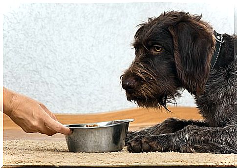 hand holds out bowl of food to black dog