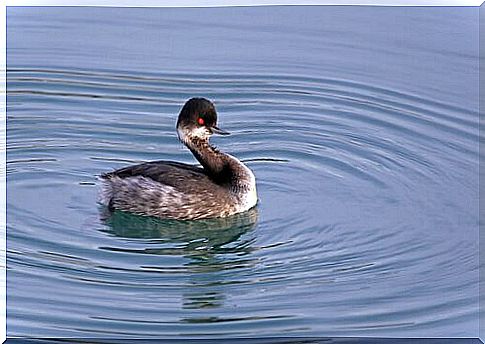 Hooded Grebe: the bird that created a national park