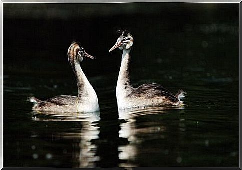 a pair of Hooded Grebe in courtship