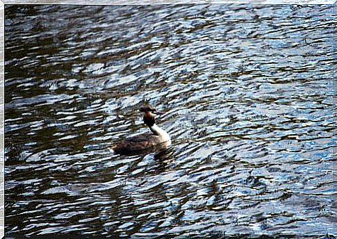 Hooded Grebe floats on the water