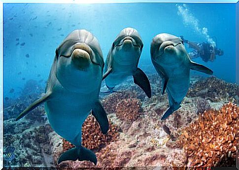 Three dolphins