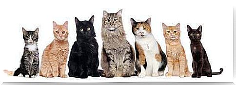 How many cat breeds exist in the world?