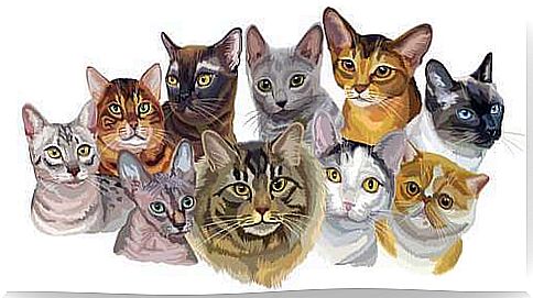 Cat breeds illustration.