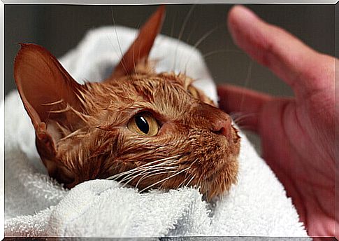 How to bathe your cat if she is afraid of water