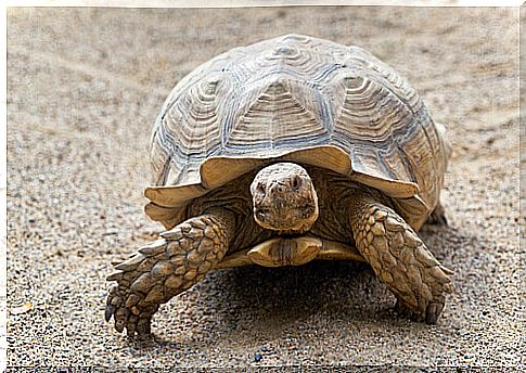 How to calculate the age of a turtle?