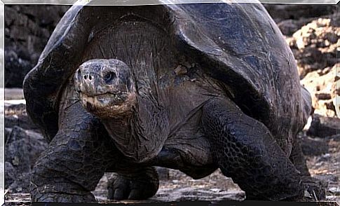 Galápagos tortoise