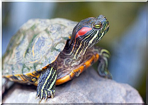 aquatic turtle 